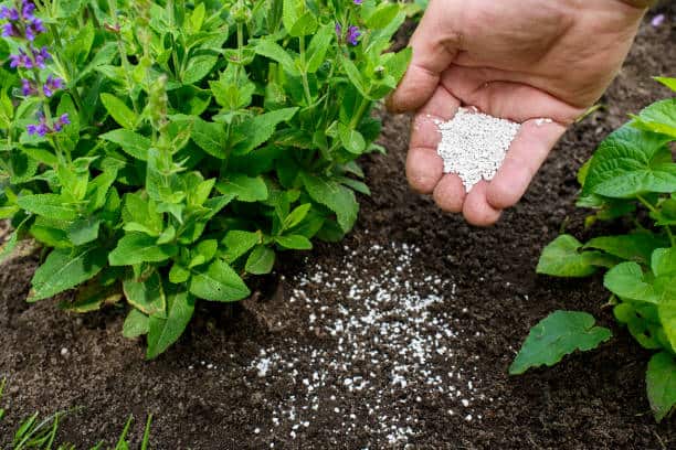 خرید کود شیمیایی سولفات آمونیوم گرانول + قیمت فروش استثنایی